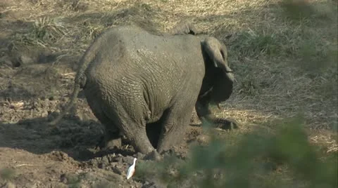 Elephant coved in mud Stock Footage 12360453