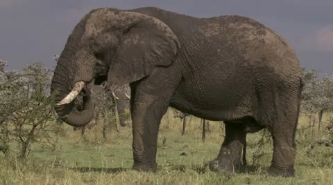Elephant covered in mud eating Stock Footage 12658522