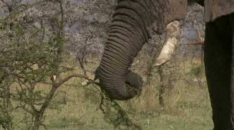 Elephant covered in mud eating Stock Footage 12658551
