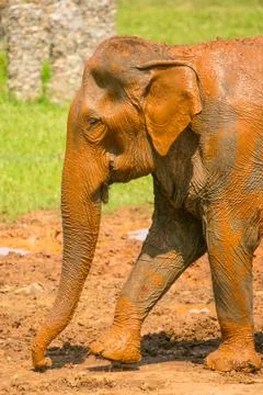 Elephant covered in mud Stock Photos