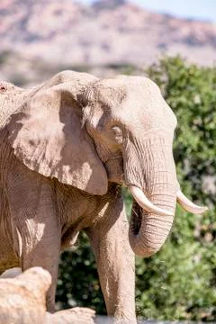 Elephant covered in mud Stock Photos
