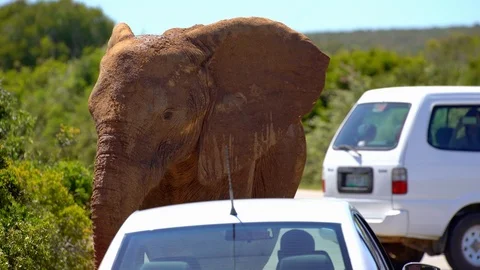 Elephant covered in mud standing right in front of a parked car Stock-Footage 114749533