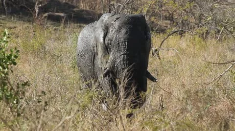 An elephant covered in mud walking . Stock Footage 11901979