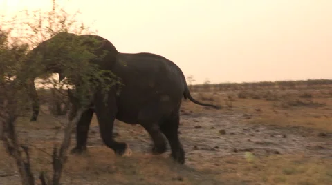 Elephant cow charging the camera Video stock 61253168