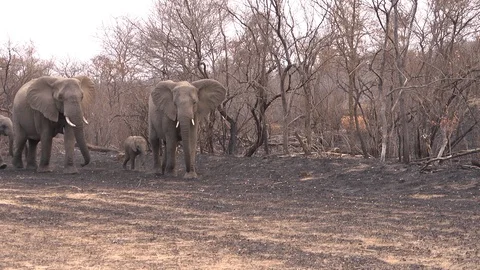 Elephant cows and there calves Stock Footage 98158237