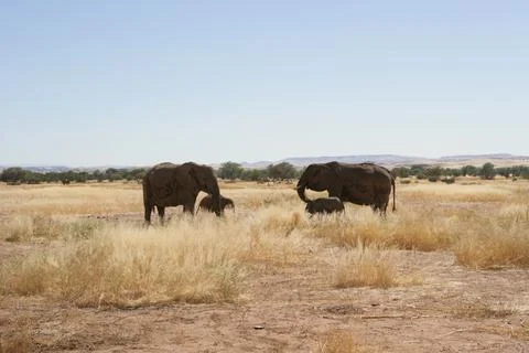 Elephant cows with their calves, Namibia Stock Photos