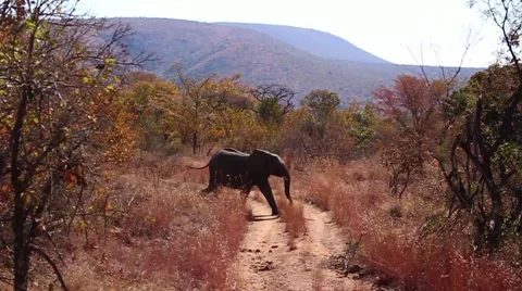 Elephant cross the road Stock Footage 51718339