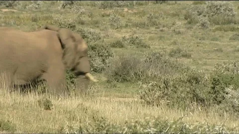 Elephant crosses frame with Springbok behind 스톡 동영상 90372258