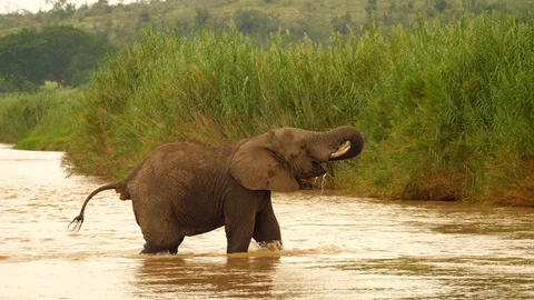Elephant crosses river alone, drinks water, defecates, disappears behind reeds Stock Footage 105836794