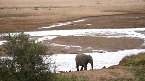 An elephant crosses a river Stock Footage 245410471