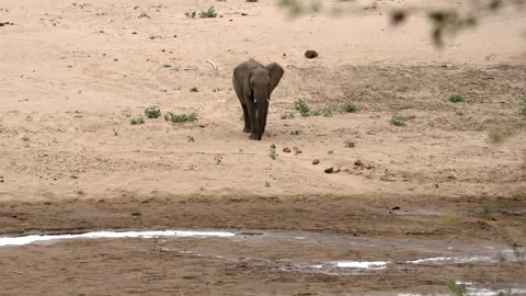 An elephant crosses a shallow river Stock Footage 245408268