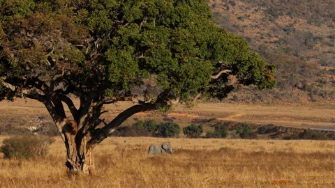 Elephant Crossing Dry Field Beneath Large Green Fig Tree 스톡 동영상 344040942