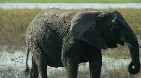 Elephant  crossing 스톡 동영상 361438