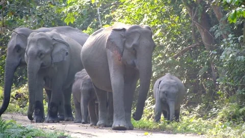 Elephant crossing Stock Footage 303695569