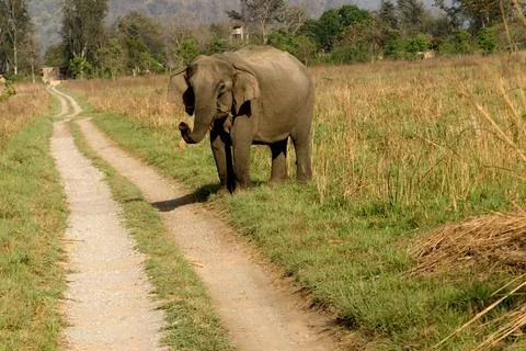 Elephant crossing path at jim corbett national park Garhwal, Uttaranchal Ut.. Stock Photos