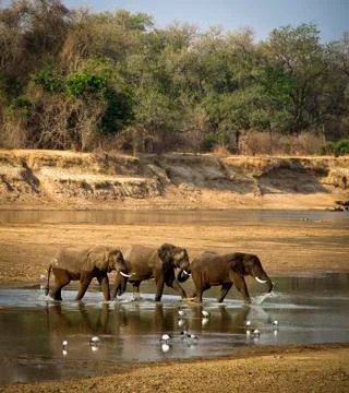 Elephant crossing Stock Photos