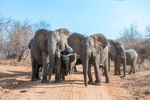 Elephant crossing Stock Photos