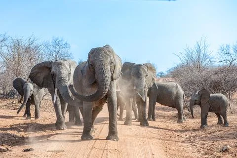 Elephant crossing Stock Photos
