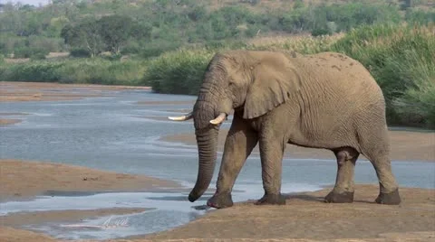 Elephant crossing river Stock Footage 11149117