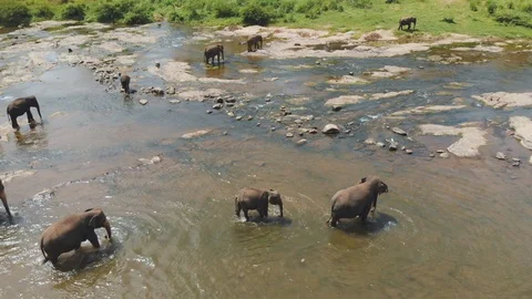 Elephant crossing the river Video stock 108635083