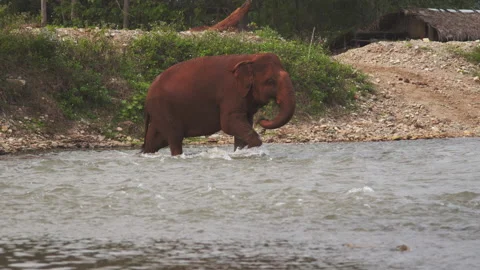 Elephant crossing river Stock Footage 279295647
