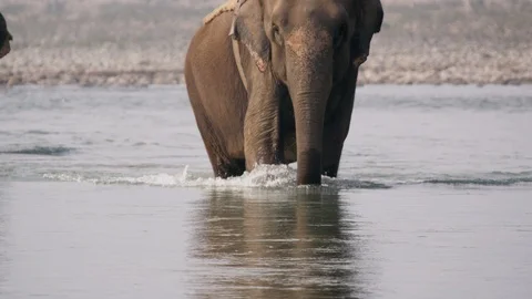 Elephant crossing the river towards the camera Stock Footage 113255047