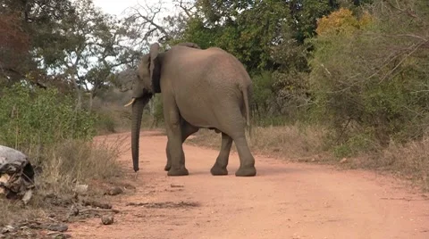 Elephant crossing the road Stock Footage 8574235