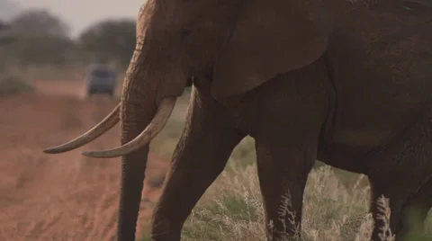 Elephant crossing a road  Stock Footage 33529336