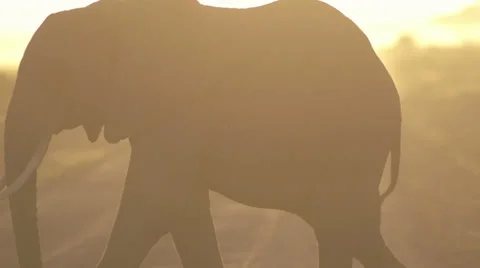 Elephant crossing a road  Stock Footage 33531035