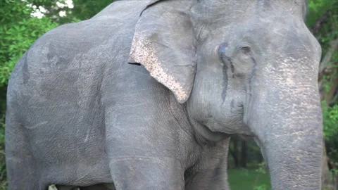 The elephant is crying Stock Footage 267621829