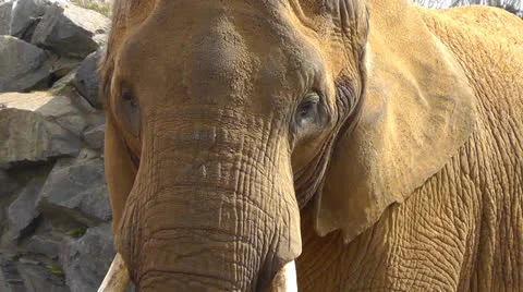 Elephant CU looking at camera Stock Footage 22515942