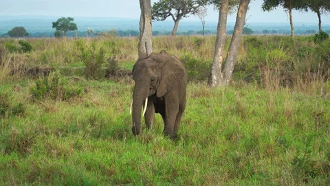 Elephant cub feeds on grass in the African savanna among trees Stock Footage 86853657
