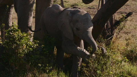 Elephant Cub playing and running in the Savannah Stock Footage 269115471