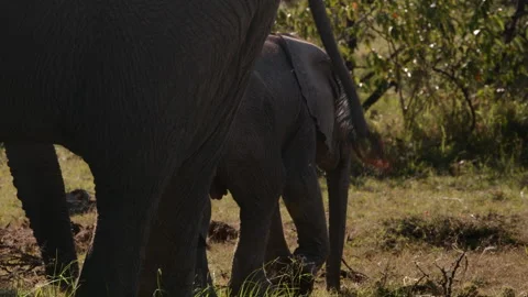 Elephant Cub Playing in the Savannah Stock Footage 269112290
