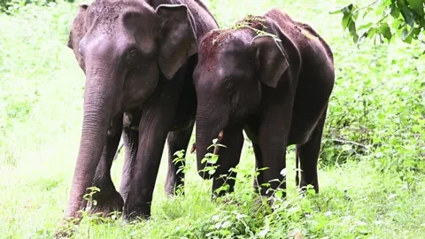Elephant cub showing affection to his mother in Kabini national park Stock Footage 282653374