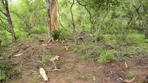 Elephant Damage to Forest Stock Footage 134598676