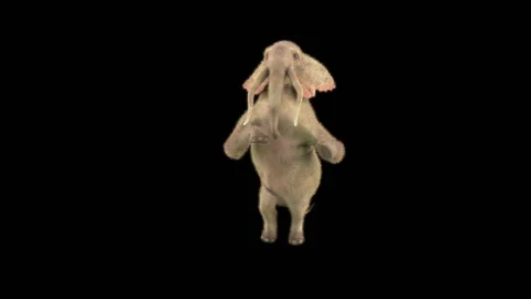 Elephant Dancing 3d rendering animal realistic Stock Footage 298040807