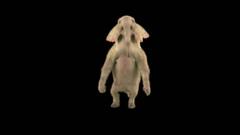 Elephant Dancing 3d rendering animal realistic Stock Footage 300199849