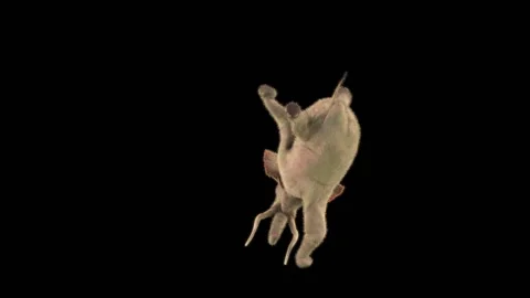 Elephant Dancing 3d rendering animal realistic 库存影片 300999015
