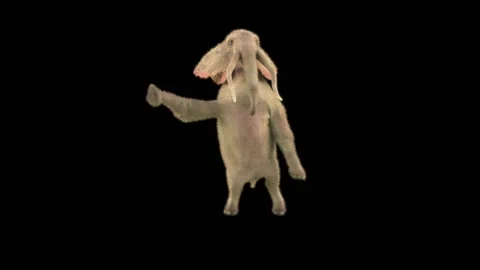 Elephant Dancing 3d rendering animal realistic 库存影片 300999019