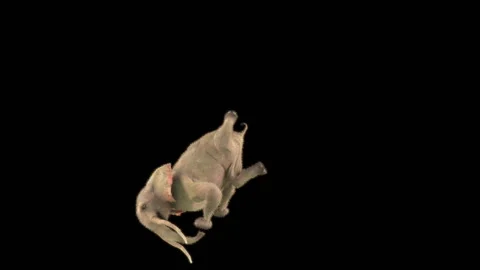 Elephant Dancing 3d rendering animal realistic Видео 301890306