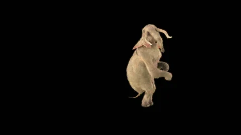Elephant Dancing 3d rendering animal realistic Stock Footage 302292652