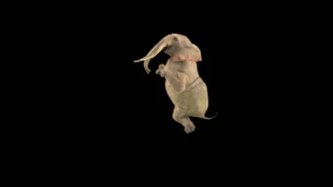 Elephant Dancing 3d rendering animal realistic Stock Footage 302377077