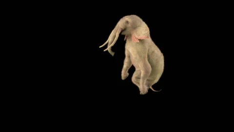 Elephant Dancing 3d rendering animal realistic 库存影片 303126728