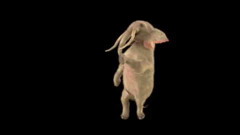Elephant Dancing 3d rendering animal realistic 库存影片 303366624