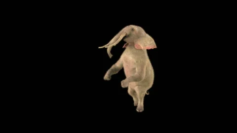 Elephant Dancing 3d rendering animal realistic 库存影片 303764177