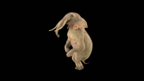 Elephant Dancing 3d rendering animal realistic Stock Footage 305000108
