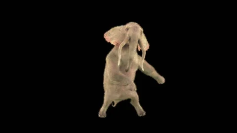 Elephant Dancing 3d rendering animal realistic 库存影片 305180627