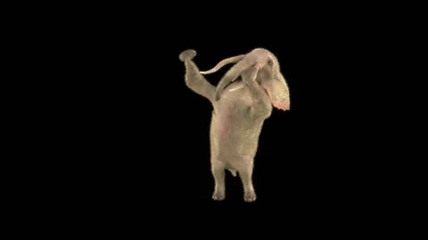 Elephant Dancing 3d rendering animal realistic 库存影片 305510052