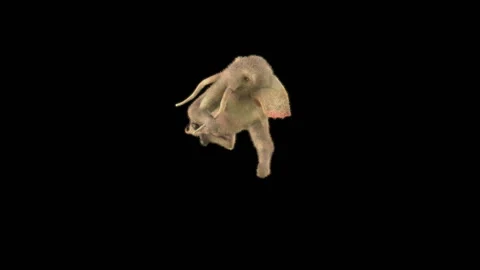 Elephant Dancing 3d rendering animal realistic 库存影片 305702191